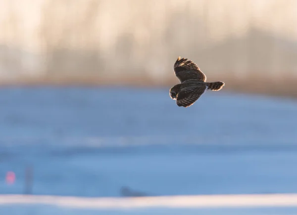 Uggla Vilt Tillstånd Djur Natur Fauna — Stockfoto