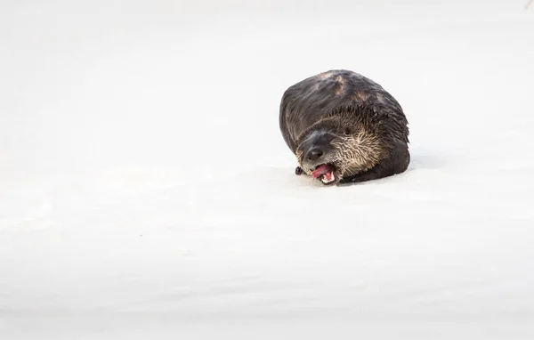 Selvaggio River Otter Animale Natura Fauna — Foto Stock