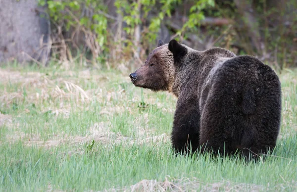 Orso Grizzly Selvatico Animale Natura Fauna — Foto Stock