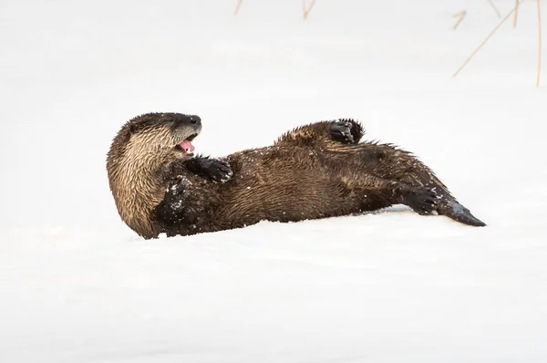 Rzeka Wydra Dziczy Zwierzę Natura Fauna — Zdjęcie stockowe