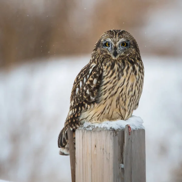 Sowa Dziczy Zwierzaku Natura Fauna — Zdjęcie stockowe