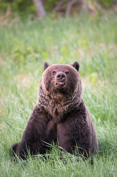 Divoký Medvěd Grizzly Zvíře Příroda Fauna — Stock fotografie