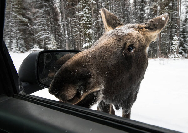 Moose in wild, animal. Nature, fauna