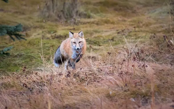 Volpe Rossa Selvatica Animale Natura Fauna — Foto Stock