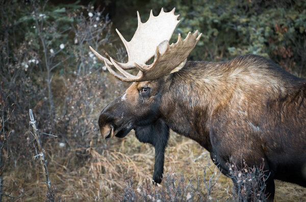 moose in wild, animal. Nature, fauna 