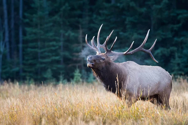 Bull Elk Bugling Fall — Stock Photo, Image