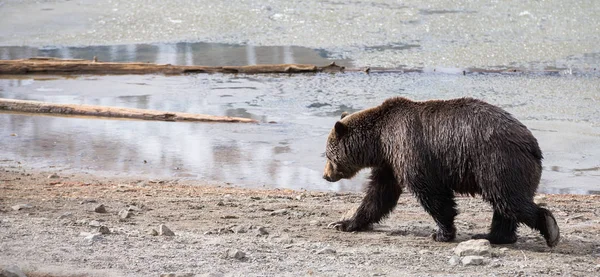 Divoký Medvěd Grizzly Zvíře Příroda Fauna — Stock fotografie