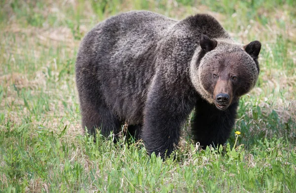 Orso Grizzly Selvatico Animale Natura Fauna — Foto Stock