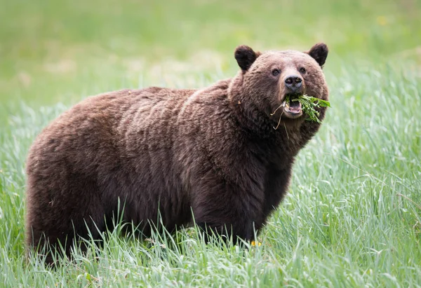 Wilde Grizzly Beer Dier Natuur Fauna — Stockfoto