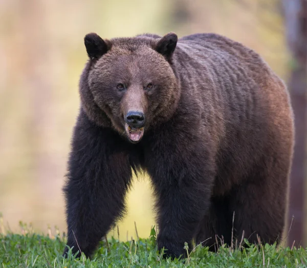 Бурый Медведь Дикой Природе Животное Природа Фауна — стоковое фото