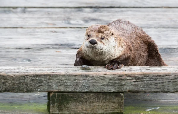 川野生ではカワウソ — ストック写真