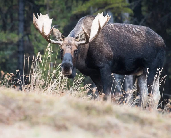 Alce Selvagem Animal Natureza Fauna — Fotografia de Stock