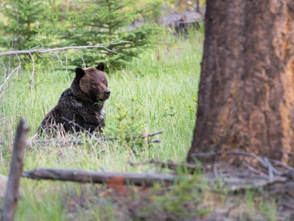 Niedźwiedź Grizzly Dziczy Zwierzaku Natura Fauna — Zdjęcie stockowe