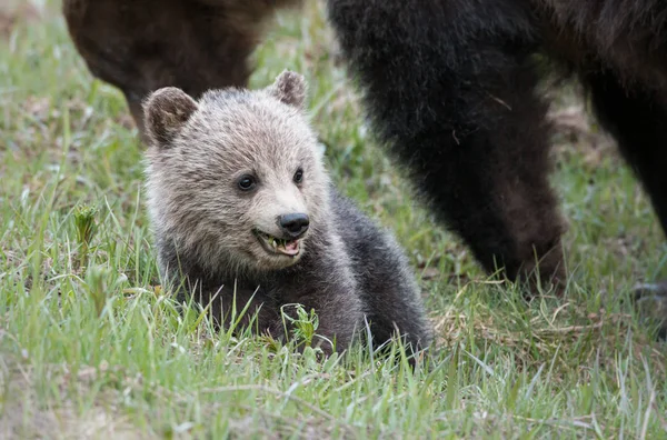 Грізлі Ведмідь Тварина Природа Фауна — стокове фото