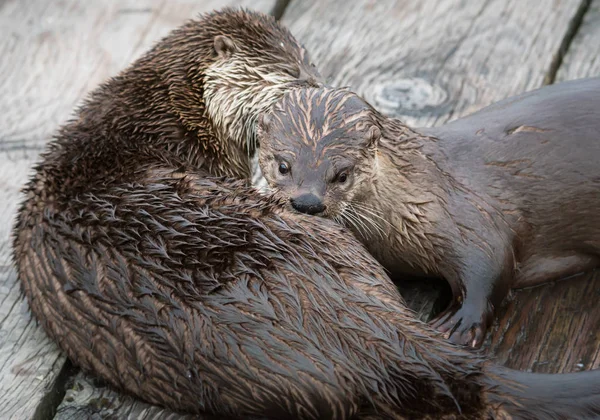 River Otters Estado Selvagem Animais Natureza Fauna — Fotografia de Stock