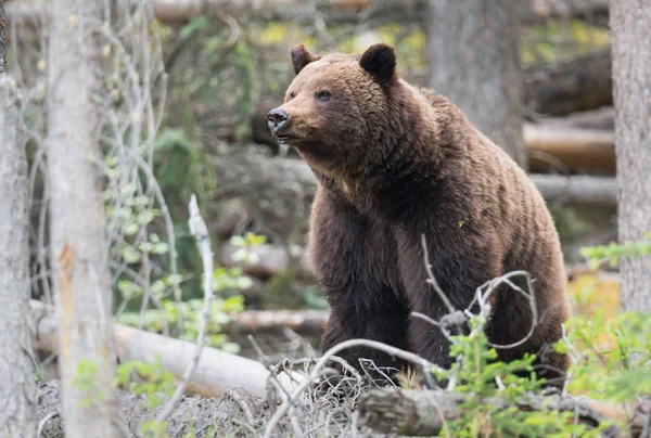 Medvěd Grizzly Divočině Zvíře Příroda Fauna — Stock fotografie