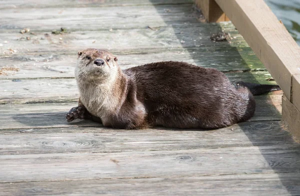 川野生ではカワウソ — ストック写真