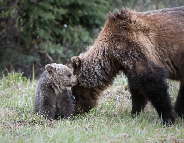 Grizzly Beren Het Wild Dieren Natuur Fauna — Stockfoto