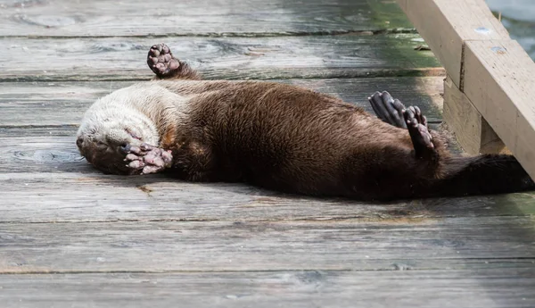 Rivier Otter Het Wild Dier Natuur Fauna — Stockfoto