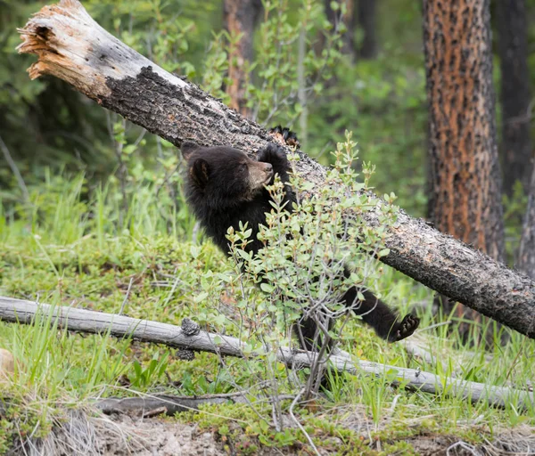 黑熊在野外 — 图库照片