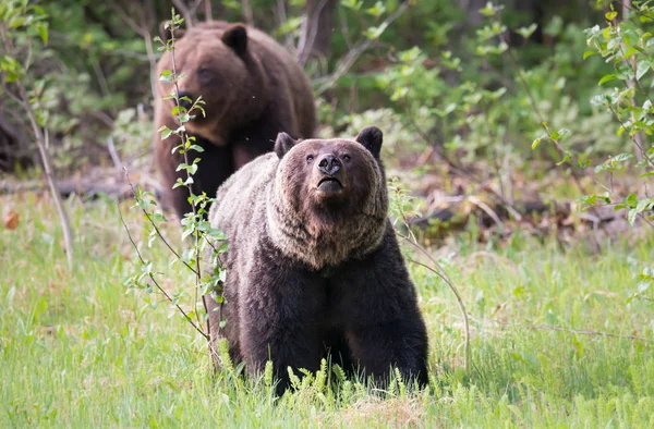 Grizzly Beren Het Wild Dieren Natuur Fauna — Stockfoto