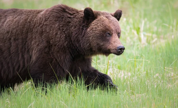 Grizzly Bear Wild Animal Nature Fauna — Stock Photo, Image