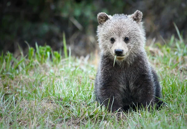 Urso Pardo Filhote Selvagem Animal Natureza Fauna — Fotografia de Stock