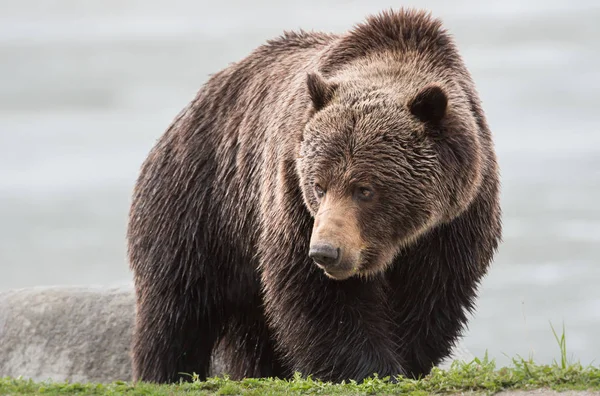 Urso Pardo Selvagem Animal Natureza Fauna — Fotografia de Stock