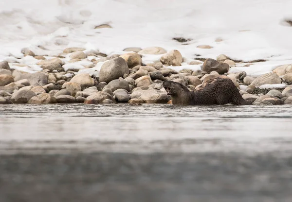 Fiume Otter Natura Animale Natura Fauna — Foto Stock