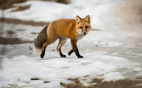 Červená Liška Divočině Příroda Fauna — Stock fotografie