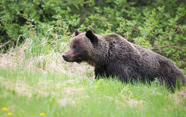 Dziki Niedźwiedź Grizzly Zwierzę Natura Fauna — Zdjęcie stockowe