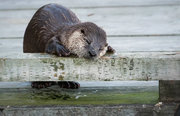 川野生ではカワウソ — ストック写真