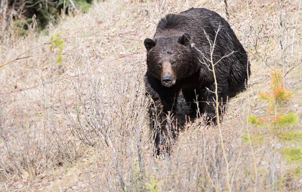 Wilde Grizzly Beer Dier Natuur Fauna — Stockfoto