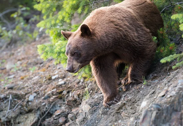 Medvěd Divočině Zvíře Příroda Fauna — Stock fotografie