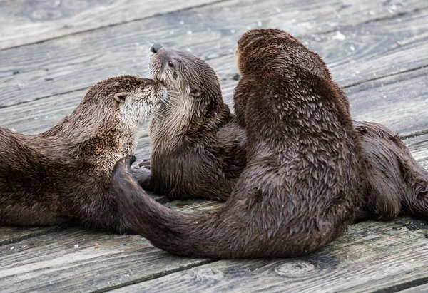 Ποταμός Otters Άγρια Ζώα Φύση Πανίδα — Φωτογραφία Αρχείου