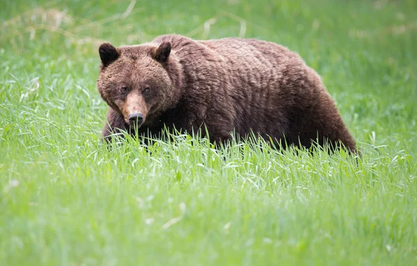 Grizzli Sauvage Animal Nature Faune — Photo