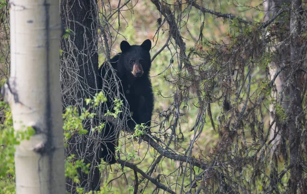 Fekete Medve Vadonban Állat Természet Állatvilág — Stock Fotó