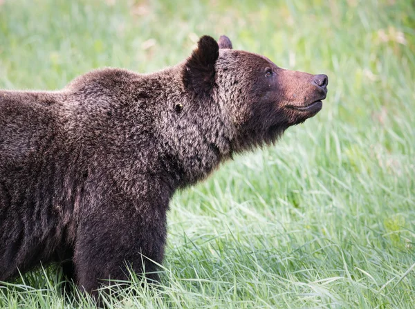 Divoký Medvěd Grizzly Zvíře Příroda Fauna — Stock fotografie