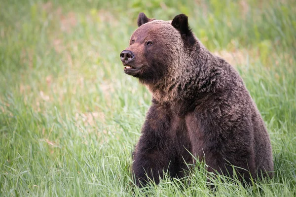 Wilder Grizzlybär Tier Natur Fauna — Stockfoto