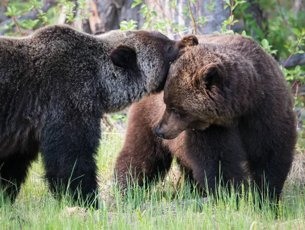 Vahşi Ayılar Hayvanlar Doğa Fauna — Stok fotoğraf