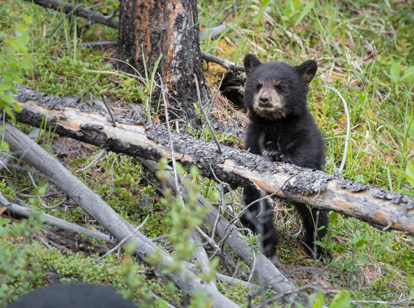 Oso Negro Estado Salvaje Animal Naturaleza Fauna —  Fotos de Stock