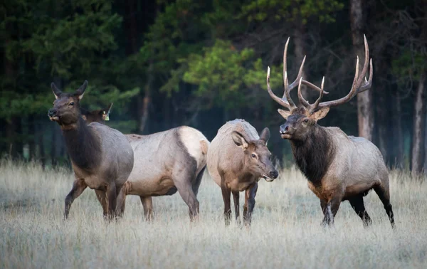 Wilde Eenden Dieren Natuur Fauna — Stockfoto