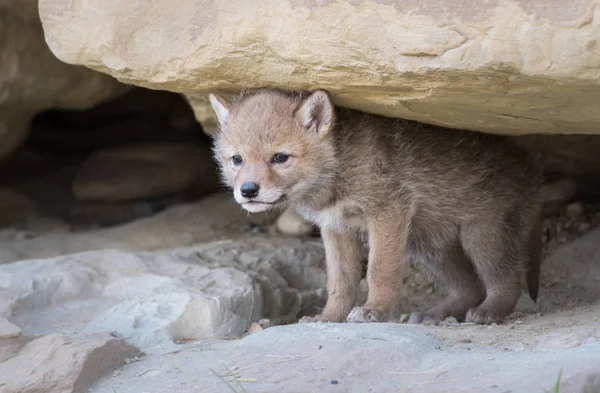 Coyote Natura Animale Natura Fauna — Foto Stock