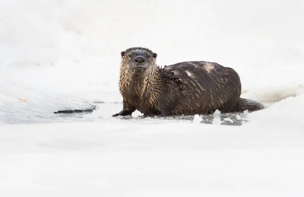 Wild River Otter Animal Nature Fauna — Stock Photo, Image