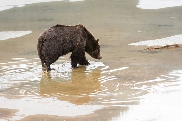 Divoký Medvěd Grizzly Zvíře Příroda Fauna — Stock fotografie