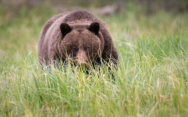 Grizzly Bear Wild Animal Nature Fauna — Stok fotoğraf