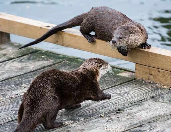 Otters Het Wild Dieren Natuur Fauna — Stockfoto