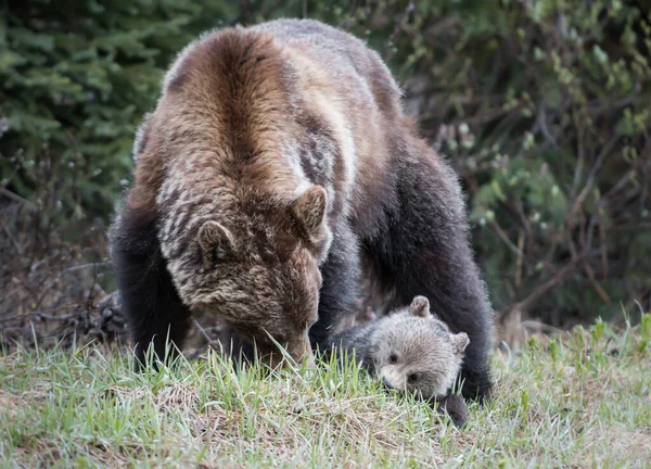 Grizzly Beren Het Wild Dieren Natuur Fauna — Stockfoto