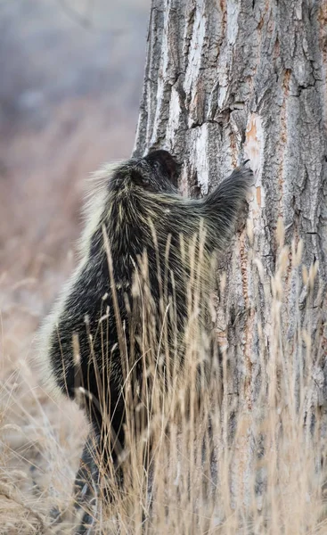 Vahşi Doğada Kirpi Hayvan Doğa Fauna — Stok fotoğraf