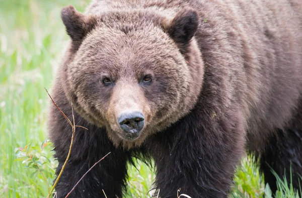 Medvěd Grizzly Divočině Zvíře Příroda Fauna — Stock fotografie